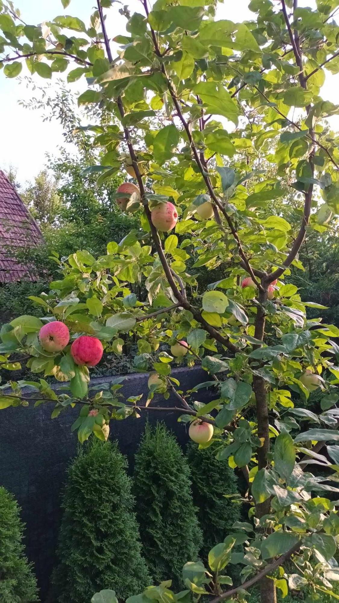 Casa De Vacanta Zsenik Vendeghaz Sovata Exterior foto